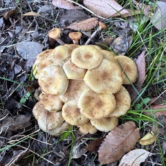 天然キノコ、ナラタケの画像