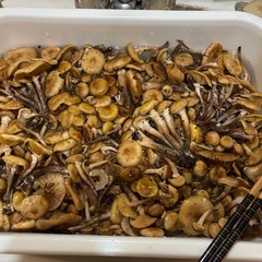 天然キノコ、ナラタケの画像