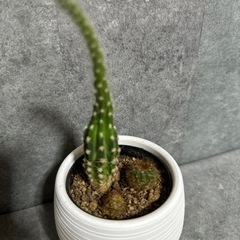 観葉植物　ミニサボテン　の画像