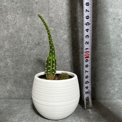 観葉植物　ミニサボテン　の画像