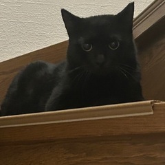 とっても可愛い　黒猫２才　女の子