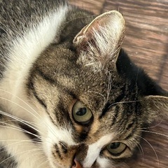 とっても可愛いキジ白　女の子　５歳