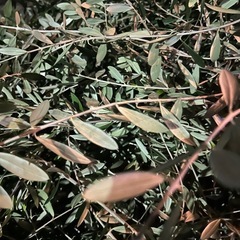 オリーブ　枝葉　大量の画像