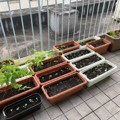 【ベランダ菜園とペットボトルベジの体験会】12/14(日)     ベランダで無農薬、無肥料栽培で野菜を作る、種まき体験会。自然栽培で自給自足の画像