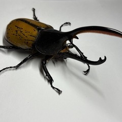 ヘラクレス・エクアトリアヌス　使用済みペア　産卵確認済みの画像