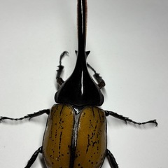 ヘラクレス・エクアトリアヌス　使用済みペア　産卵確認済みの画像