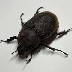 ヘラクレス・エクアトリアヌス　使用済みペア　産卵確認済みの画像