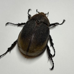 ヘラクレス・エクアトリアヌス　使用済みペア　産卵確認済みの画像