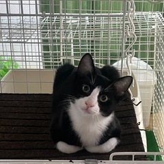 白血病・エイズ陰性🐈生後４ヶ月✨好奇心旺盛✨黒ハチワレのオス猫