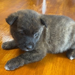 琉球犬ミックス