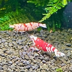 【特選】RED ファンシータイガーシュリンプ 純血 太極 雌の画像