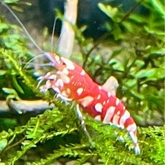 【特選】RED ファンシータイガーシュリンプ 純血 太極 雌の画像