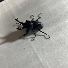 ニジイロクワガタ　　幼虫5匹セットの画像