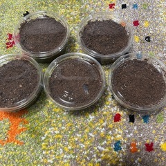 ニジイロクワガタ　　幼虫5匹セットの画像