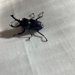 ニジイロクワガタ　　幼虫5匹セットの画像