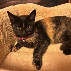 庭で保護したメス猫ちゃん