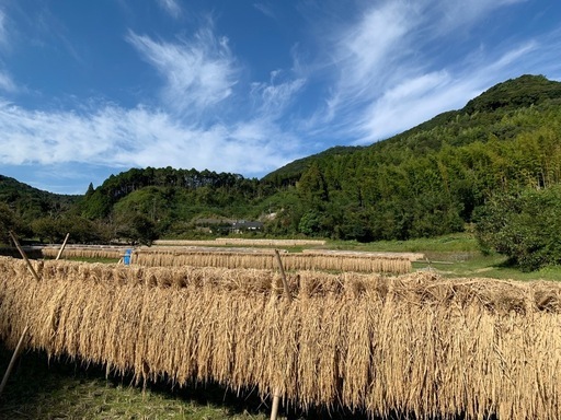 令和7年10月収穫　早い者勝ち
