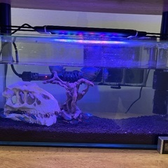 熱帯魚、水槽、その他用品、一式譲ります。の画像