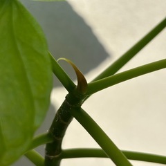 フィカスウンベラータ　観葉植物　室内　おしゃれの画像