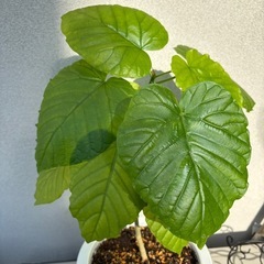 フィカスウンベラータ　観葉植物　室内　おしゃれの画像
