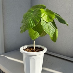 フィカスウンベラータ　観葉植物　室内　おしゃれの画像