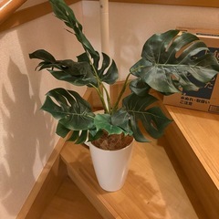 12/5まで。インテリアグリーン　モンステラの画像
