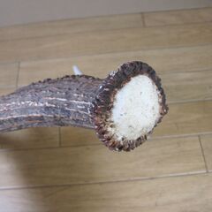 鹿の角 １本のみ　犬のおもちゃ ハンドメイドアクセサリーの素材 ランタン掛けなどアウトドア用品素材に　シカのツノの画像
