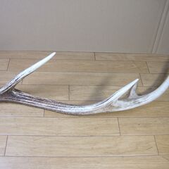 鹿の角 １本のみ　犬のおもちゃ ハンドメイドアクセサリーの素材 ランタン掛けなどアウトドア用品素材に　シカのツノの画像