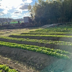 12/1収穫⭐︎採れたて九条ネギの画像