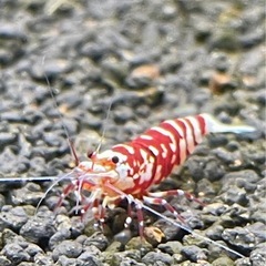 【特選】RED ファンシータイガーシュリンプ 太極 ♀の画像