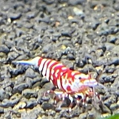 【特選】RED ファンシータイガーシュリンプ 太極 ♀の画像