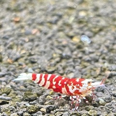 【特選】RED ファンシータイガーシュリンプ 太極 ♀の画像