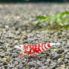 【特選】RED ファンシータイガーシュリンプ 太極 ♀の画像