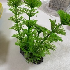 メダカ飼育セットの画像