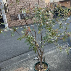 つるバラの画像