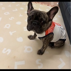 4歳　女の子　フレンチブルドッグ