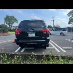 セコイヤの画像