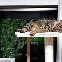 ☆とても可愛い男の子☆人懐っこいです☆オス２才💛