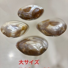 【天然シェルプレート 大/中/小】貝殻トレイの画像