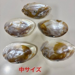 【天然シェルプレート 大/中/小】貝殻トレイの画像