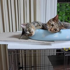 ☆イケメン顔の黒キジ猫☆オス２才☆遠方可能☆