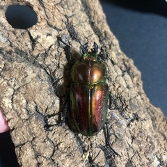 ニジイロクワガタ ピカールレッド 幼虫 1頭の画像