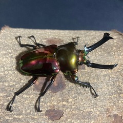 ニジイロクワガタ ピカールレッド 幼虫 1頭の画像