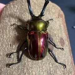 ニジイロクワガタ ピカールレッド 幼虫 1頭の画像