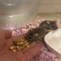 ハムスター飼育用品※条件ありの画像