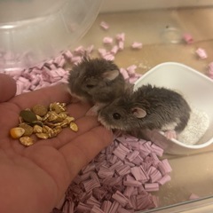 ハムスター飼育用品※条件ありの画像