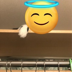 【お譲り】突っ張り式オープンラックの画像