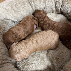 トイプードルの赤ちゃん譲渡は生後2ヶ月になります