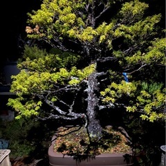栂（ツガ）盆栽　大型　立派な樹形の画像