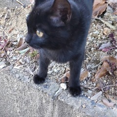 生後3ヶ月　男の子　オス猫　里猫募集